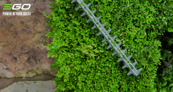 Tailler votre haie trop développée